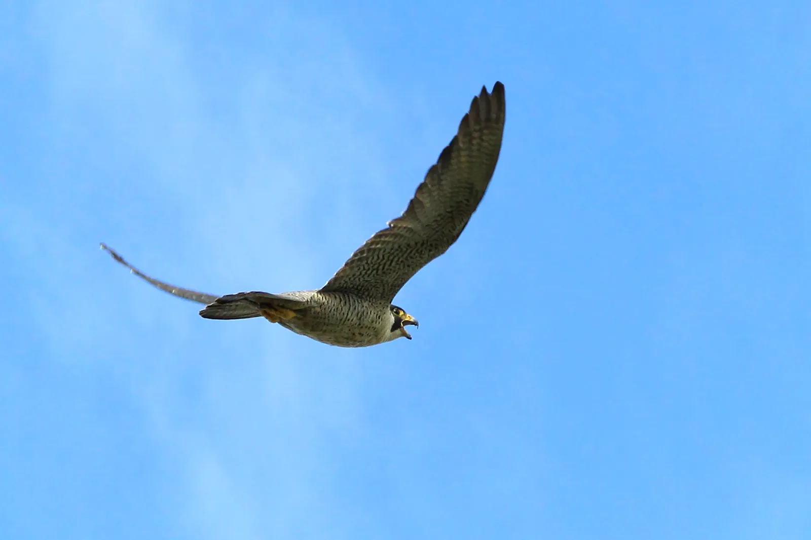 Ave de rapina em voo, utilizada no controle de fauna por falcoaria